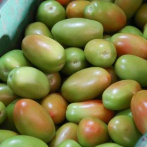 Tomate  Graudo ( CX 20 KG ) - Imagem 1